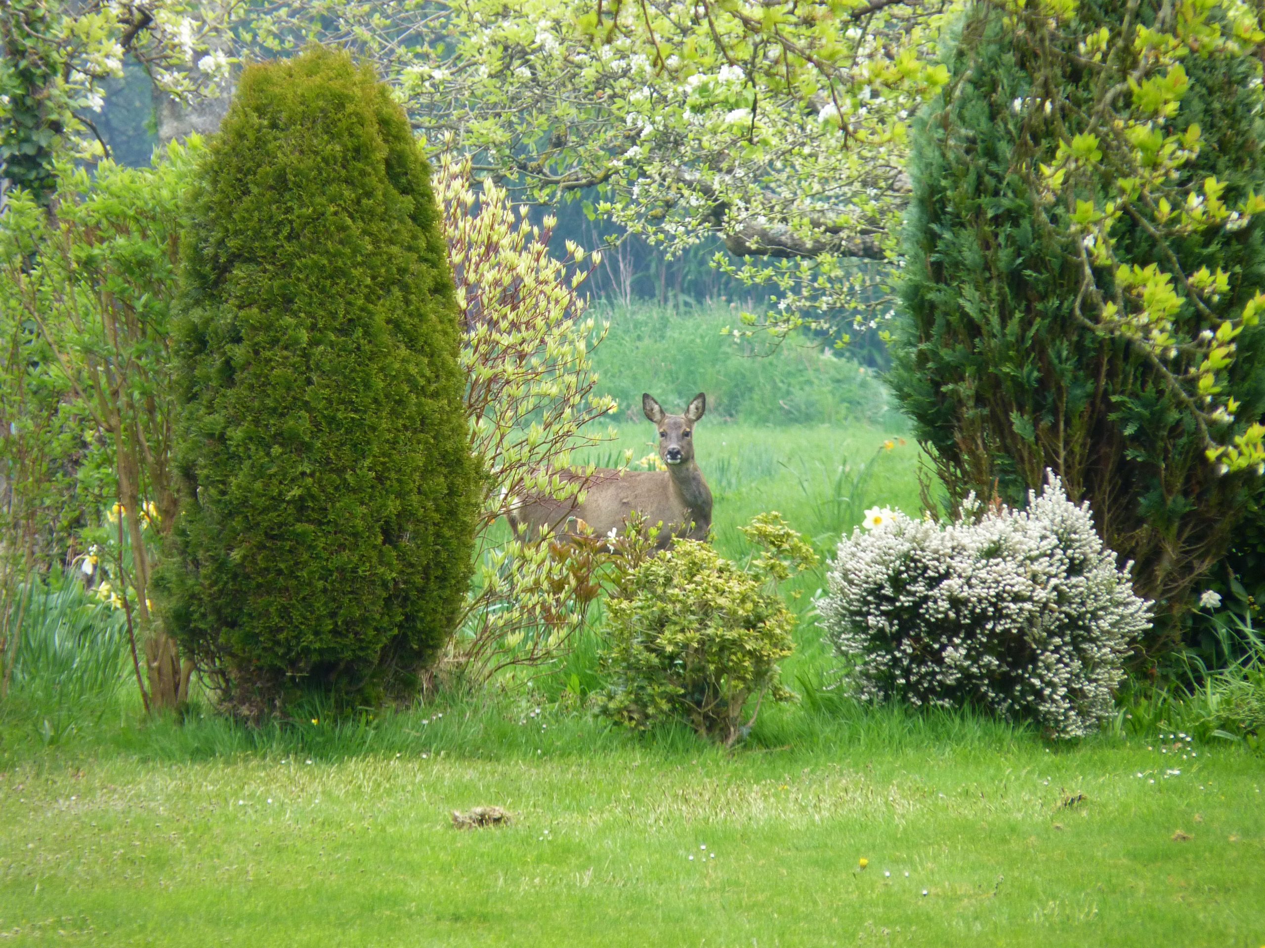 Deer in Garden